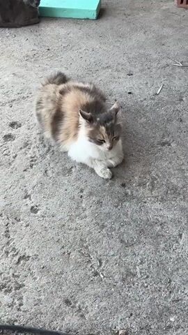 The video shows a cat lying on a gray concrete surface. The cat has gray, brown, and white fur. It is lying down with its paws crossed in front of it. In the background, there is another cat and a blue object.
