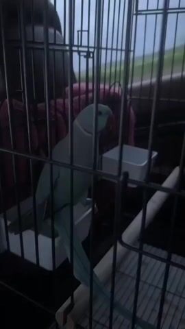 A light blue parrot, likely a Ringneck Parakeet, is seen inside a black wire cage. The parrot is perched on a wooden dowel near the bottom of the cage. To its right, a small white square dish is attached to the cage bars. A red or pink towel is partially visible behind the parrot, inside the cage. The background, seen through the cage bars, appears blurry and suggests an outdoor setting with green foliage, possibly viewed through a car window. The overall lighting is somewhat dim, indicating an overcast day or twilight. The parrot remains relatively still throughout the video, occasionally turning its head or blinking, appearing calm and alert. There is no visible text.