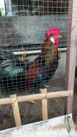 A rooster with brown and black feathers stands behind a wire fence. Another rooster with black feathers and a red comb is partially visible to the left of the first rooster. Both roosters are inside a coop with a dirt floor and bamboo supports.
