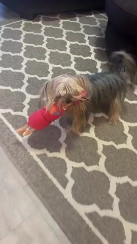 A Yorkshire Terrier is playing with a stuffed toy chicken on a patterned rug. The dog is shaking its head and tugging on the toy, causing it to move around. The toy is red with orange and yellow accents. The dog is mostly in focus, but its movement causes some blur.