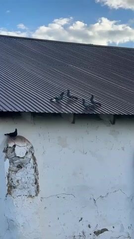 The video shows a group of pigeons on the roof of a building and on a crumbling white structure attached to the wall. The roof is made of corrugated metal and is dark brown. There are four pigeons on the roof, appearing to be resting or socializing. One pigeon is perched on top of a damaged, white architectural element attached to the building's wall. The sky is blue with scattered white clouds, suggesting it is daytime. The wall of the building is textured and appears to be old, with cracks and peeling paint. The overall scene depicts a quiet, outdoor environment with birds interacting with the architecture.