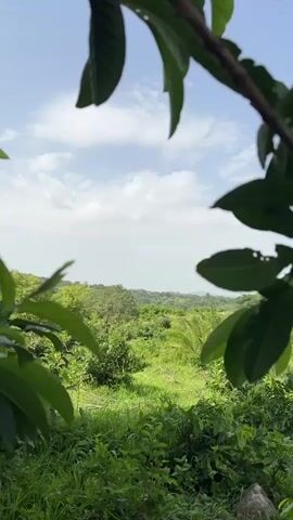 A vertical video shot in landscape mode displays a view of a lush green landscape under a bright, partly cloudy sky. The foreground is dominated by large, dark green leaves framing the scene from the top and sides. The leaves appear to be part of a tree or bush, with some branches visible. The middle ground is filled with a dense expanse of green vegetation, including trees, bushes, and possibly some crops. The terrain appears to be slightly hilly, with more trees and foliage receding into the distance. The background consists of a hazy horizon line where the green landscape meets the pale blue sky. The sky is mostly clear with scattered white, fluffy clouds. There are no people or discernible man-made structures visible in the frame. The lighting suggests it is daytime, likely morning or afternoon, with the sun casting a bright light. The overall impression is one of natural, unspoiled greenery.