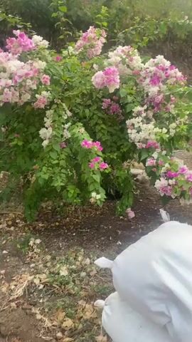 The video shows a bush with pink and white flowers in full bloom. The bush has lush green leaves and is situated outdoors in what appears to be a garden or natural setting with a dirt ground. The camera is positioned at a medium distance from the bush, capturing a detailed view of its flowering branches. The lighting suggests it is daytime, possibly morning or late afternoon. The overall impression is of a vibrant and healthy plant.