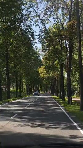 The video shows a car driving down a road lined with trees. The trees form a canopy over the road, casting shadows on the asphalt. There are other cars on the road, and the sun is shining through the trees. The overall impression is one of a scenic drive on a pleasant day.