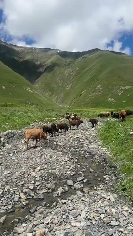A herd of cattle graze in a mountain valley. A shallow stream bed filled with rocks runs through the foreground. The valley is covered in lush green grass, with steep, majestic mountains rising in the background. The sky is partly cloudy, with white clouds against a blue background. The cattle are scattered throughout the scene, some standing in the stream bed and others on the grassy slopes.