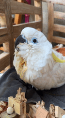 White cockatoo with blue eyes spotted in Ubud, Indonesia