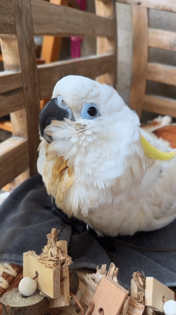 White cockatoo with blue eyes spotted in Ubud, Indonesia