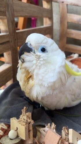 White cockatoo with blue eyes spotted in Ubud, Indonesia