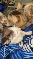 Tabby cats napping and lounging on a striped blanket in Jos