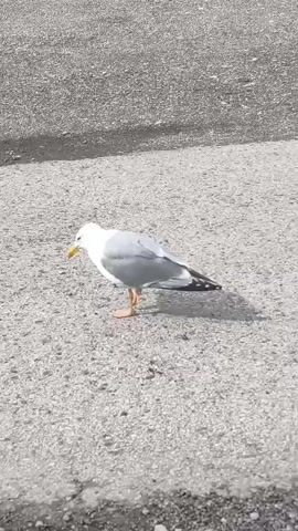 A seagull stands on an asphalt surface. The bird is facing left, with its head down, appearing to peck at the ground. The seagull has white and gray feathers, with black markings on its wingtips. Its legs and feet are orange. The asphalt surface is textured and appears to be a road or parking lot. There is a puddle of water on the surface to the left of the seagull. The lighting suggests it is daytime.