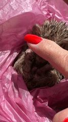 Hedgehog Found Curled in Pink Bag in Netanya