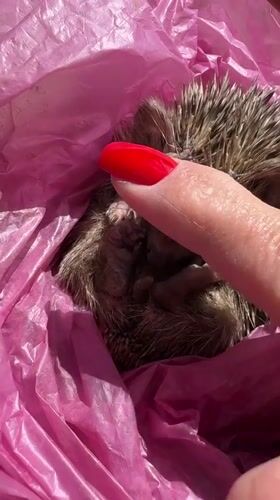 Hedgehog Found Curled in Pink Bag in Netanya