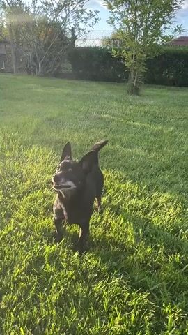 A small, black dog is standing in a grassy backyard. It jumps up in the air to grab something and then lands back on the grass, looking up and panting. The yard is green and well-maintained, with a hedge and some trees in the background. The sun is shining, casting a warm glow on the scene.