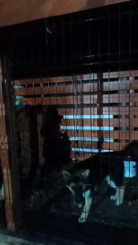The video shows two dogs in a fenced area, likely a dog run or kennel. One dog is a young German Shepherd puppy with black, white, and tan fur. The other appears to be an adult German Shepherd with similar coloring. The puppy walks around the enclosure and then sits near the fence. A water bowl is visible inside the enclosure. The background consists of wooden structures and fencing. The lighting suggests it is nighttime or a dimly lit area. A voice is heard calling "Vodik" and "Molodyosha."