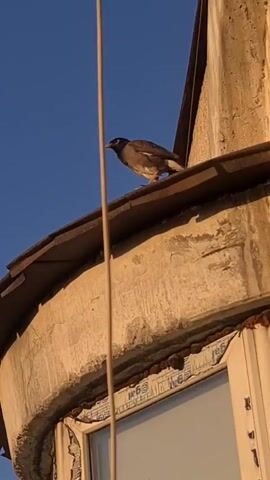 A bird is perched on a roof under a clear blue sky, likely during daylight. The bird, which appears to be a myna bird due to its dark plumage and yellow beak and eye patches, is preening itself. The building it is on has a weathered, textured facade and a tiled roof. The sunlight illuminates the scene, casting warm tones on the building and highlighting the bird's feathers. There is a window visible below the roofline with some construction or finishing materials around its frame, suggesting it may be a newer addition or renovation. A thin, vertical cable runs down the center of the frame, partially obscuring the bird. The overall impression is a quiet moment captured outdoors.
