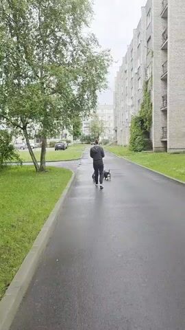 A person walks their dog on a wet paved path next to a grassy area and a tree. The person is wearing dark clothing and is holding a leash attached to the dog, which appears to be black. A multi-story building with balconies is visible on the right side of the path. In the background, there are more buildings and cars parked. The sky is overcast.