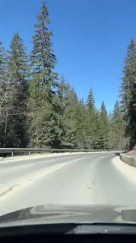 The video shows a car driving on a paved road, surrounded by tall green coniferous trees on both sides. The sky is a clear blue. The road curves gently, and there is a metal guardrail on the left side. The view is from the driver's perspective, looking out over the dashboard. The road surface appears to be well-maintained. The sun casts shadows from the trees onto the road.