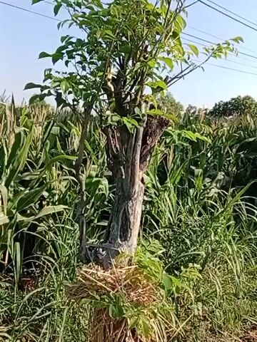 This is a close-up video of a tree stump that has been shaped and appears to be a bonsai tree. The stump is surrounded by tall green corn stalks and other vegetation. The stump itself has a textured, gnarled appearance, with thick roots at its base. New green leaves and branches are growing from the top of the stump, creating a lush canopy. The background is blurred, but it appears to be an outdoor setting with a clear blue sky. The video is steady, with no significant camera movement. There is no discernible audio.