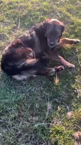 Here is a description of the video:
A medium-sized dog with dark brown and tan fur, and hazel eyes, lays in the grass. The dog looks at the camera and approaches it. A person's hand in a blue jacket pets the dog's head. The scene is set outdoors on a sunny day in a grassy area with some bare spots.