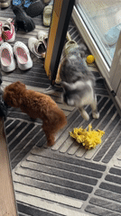 Poodle puppy and cat play together in Sofia home