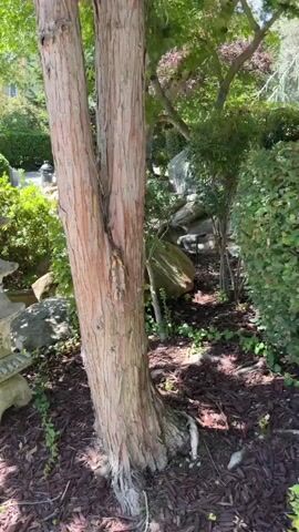 The video pans across a garden with a Japanese theme. In the foreground, a multi-tiered stone pagoda lantern stands on a bed of dark mulch. To the right of the lantern is the trunk of a mature tree with rough, light-brown bark. Behind the pagoda, a small stream or pond is visible, bordered by large rocks and lush green bushes. The water in the stream appears clear and shallow, with some small fish swimming in it. Various types of trees and shrubs fill the background, creating a serene and natural atmosphere. The sunlight filters through the leaves, casting dappled shadows on the ground. The overall impression is one of tranquility and carefully cultivated nature.