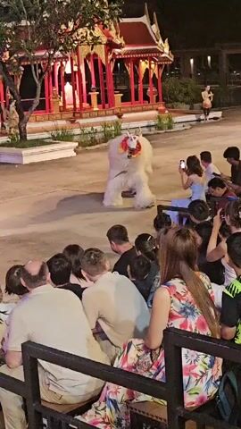 A group of tourists watch a performer in a white lion costume dance in front of a red and gold building. The performer is dancing with a young woman in a blue dress. The building appears to be a temple or a shrine, and it is lit up at night. The tourists are sitting on benches, and some of them are taking pictures with their phones. The lion costume is very elaborate, and it has a large head with red accents. The performer is moving the costume in a way that suggests it is alive. The young woman is interacting with the lion, and she appears to be enjoying the performance. The overall atmosphere is festive and lively.