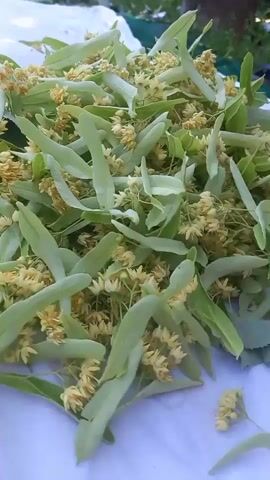 The video shows a close-up of freshly picked linden flowers and leaves spread out on a white tarp. The flowers are small, yellow, and clustered, with accompanying light green leaves. The camera then pans to reveal two people in the background, also near piles of the harvested linden flowers and leaves, suggesting a collective harvesting activity. One person is seated, while another stands. The environment appears to be outdoors, with trees and structures visible in the distance, indicating a rural or garden setting. The overall impression is of a bountiful harvest of linden blossoms, likely for medicinal or culinary use.