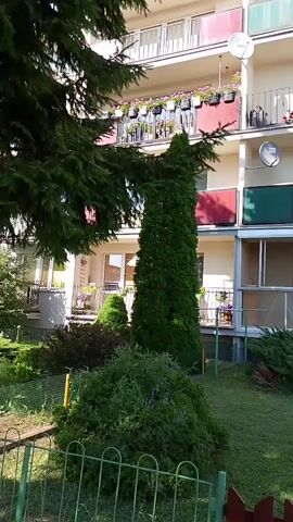 A low-angle medium shot shows a tall, thin evergreen tree in the foreground, to the right of a large evergreen tree with lower branches obscuring the left side of the frame. Behind the trees is a multi-story apartment building. The building has several balconies on each level, decorated with potted pink and purple flowers. Some balconies have laundry hanging out. The building appears to be made of concrete with light-colored siding. There is a green metal fence at the bottom of the frame. The sky is not visible. The overall scene suggests a residential area on a sunny day.