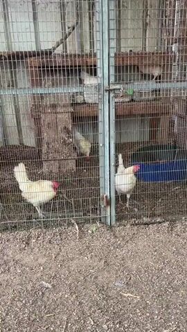 The video shows multiple wire cages each housing several chickens. The chickens are mostly white with red combs and wattles. The cages are metal and sit on a ground covered with gravel and organic matter like straw or hay. The environment appears to be an outdoor enclosure or coop. There is a single sound of chickens clucking.