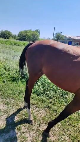 The video shows a brown horse with a green halter in an outdoor grassy area. The horse is bending down to eat grass. The background includes greenery, trees, and a building. The sky is clear and blue.