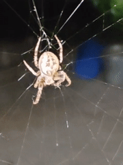 A quiet Rostov backyard evening, spiders to painted stones