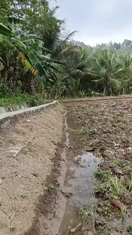 The video shows a narrow, shallow concrete-lined ditch running diagonally from the left foreground to the midground. The ditch contains a small amount of murky water and some green debris. To the left of the ditch is a dirt embankment with scattered white and red objects. To the right of the ditch is a field of brown, tilled earth with some green grass and debris. In the background, there are numerous trees, including banana trees and palm trees, and a hillside covered in vegetation. The sky is overcast.