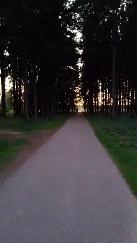 A person is walking on a paved path through a forest. The sun is setting, casting long shadows through the trees. The path is lined with tall trees on both sides, and there is grass and other vegetation on either side of the path. The sky is a deep blue with hints of orange and yellow from the setting sun. The person is walking away from the camera, and their figure is silhouetted against the light. The video is filmed from a low angle, giving a sense of depth and perspective. The overall mood of the video is peaceful and serene.