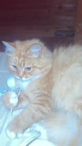 A ginger cat with fluffy fur lies on a light-colored, textured surface. The cat is looking down and appears to be chewing on a white cord connected to a white charging block. Its paws are engaged with the cord. A human hand enters the frame from the left and gently strokes the cat's head. The background consists of dark wooden paneling.