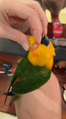 Person pets colorful Sun Conure parrot in Khimki