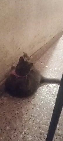 A gray cat with a pink collar is lying on its side on a tiled floor against a wall. The cat rolls onto its back and wiggles a little.