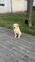Dogs, pedestrians, street life captured during sunset hours