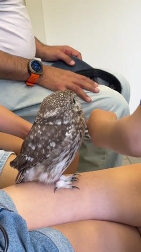 Small speckled owl up close in Khimki