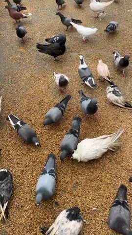 The video shows a flock of pigeons gathered on a ground covered with grains. Several pigeons are pecking at the grains. Some pigeons are grey, some are black and white, and a few are white. In the background, there are more pigeons and a glimpse of people and a fence. The scene appears to be outdoors.