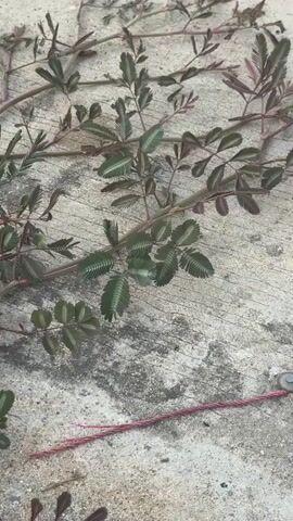 The video shows a person's foot in a white and gray athletic shoe stepping on a Mimosa pudica plant that is lying on a concrete surface. The plant has compound leaves that are characteristic of the Mimosa pudica, which are known to fold inwards when touched. The plant is green and purple, and it is spread across the concrete. There is also a red string lying on the concrete next to the plant. The background is a concrete surface with some cracks and debris. The video is shot from a top-down perspective, and the lighting is natural.
