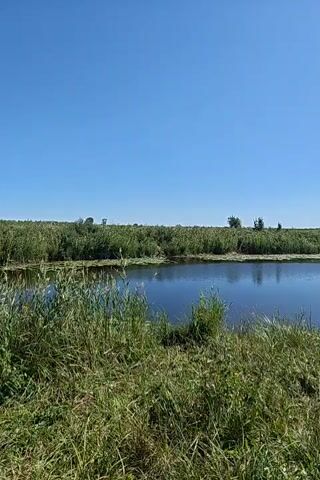 A wide shot captures a tranquil natural landscape under a clear blue sky. In the foreground, lush green grass and reeds grow along the bank of a calm body of water, likely a river or a pond. The water's surface reflects the sky and the dense vegetation lining its opposite bank. This far bank is covered in tall reeds or grasses, creating a green, undulating horizon. A few sparse trees can be seen in the distance on this far bank. The scene is static, with no visible movement or activity, conveying a sense of peace and stillness in nature.