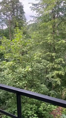 The video presents a serene, elevated view of a dense, lush green forest, likely from a balcony or an outdoor walkway of a building. The camera executes a slow, steady pan from right to left, revealing the expansive canopy of deciduous trees. The foliage is vibrant green, indicating a healthy, well-vegetated environment.

In the midground, a tall tree with a prominent, bare trunk stands out, heavily cloaked in thick ivy that climbs all the way to its upper branches. Various other trees of different heights and species fill the landscape, creating a rich tapestry of greenery. Closer to the viewer, below the eye level of the camera, are numerous bushes, some adorned with small white flowers.

The foreground features a black, sturdy metal railing, consistent with a modern balcony design, bordering a concrete floor. Above, the underside of a concrete structure, possibly an upper level or roof, is visible, framing the forest view. The sky, peeking through the tree cover at the top, appears overcast or partly cloudy, but the overall lighting is bright, suggesting daytime, likely late morning or afternoon.

The only activity is the camera's panning motion and the subtle rustling sounds of leaves, implying a gentle breeze. No people are visible in the scene. The overall impression is one of tranquility and natural beauty, highlighting the peaceful integration of built structures within a rich, forested landscape, typical of the Kamianytsia region in Ukraine. There is no visible text in the video.