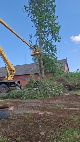 In a medium shot taken on a bright sunny day with a clear blue sky, a man in a yellow cherry picker is trimming a tall, thin tree. The man, wearing a helmet, is elevated near the top of the tree and is actively cutting branches with a chainsaw. At the base of the tree, a pile of freshly cut branches lies on the ground, suggesting a recent trimming. A yellow crane truck with a long, extended arm supports the cherry picker. Behind the tree, a dark-roofed, one-story building with red brick walls can be seen. The ground around the tree and truck is a mix of dark, damp earth and patches of green grass.