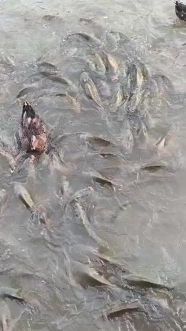 The video shows a flock of fish swimming in murky water, with a duck swimming amongst them. The fish appear to be of various sizes and are schooling together. The duck, a mallard, is brown and white and is swimming near the surface of the water. The scene is likely outdoors, possibly in a pond or lake, given the presence of both fish and a duck. The water's murkiness suggests it might be a natural body of water. The activity depicted is feeding, as the fish seem to be gathered in anticipation, and the duck is present in the same area. There is no visible text in the video. The overall impression is a natural interaction between wildlife in a water environment.