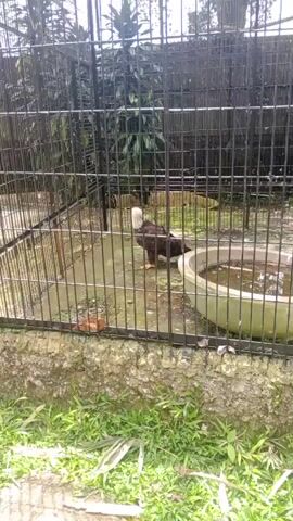 A medium shot captures an eagle standing in an outdoor enclosure. The eagle has dark brown feathers, a white head and neck, and yellow legs and beak. It is standing on a concrete floor within a black metal cage. To the right of the eagle is a large, circular, light-colored basin filled with water. Behind the eagle, more of the enclosure and some vegetation are visible through the cage. In the foreground, green grass and some brown debris are present. The overall impression is of a bird of prey in a man-made habitat.