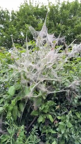 The video shows a green bush or shrub heavily covered in what appears to be webbing, possibly from a type of insect or spider. The webbing is white and drapes over the branches and leaves of the bush. Behind the bush, there is a background of green trees and an overcast sky. The camera is static, capturing the scene from a distance. The focus is on the webbing covering the vegetation.