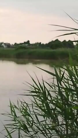 The video shows a body of water with reeds in the foreground. In the background, there is a line of trees and some houses. The sky is overcast. The video appears to have been taken during the daytime.