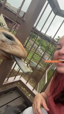 A person's face is visible, smiling widely into the camera. In the foreground, a giraffe's head is seen through a metal enclosure, its long, dark tongue extended towards the camera as if licking something. The background shows a fenced-in outdoor area with grass and some structures, suggesting a zoo or wildlife park. The person is wearing a reddish-pink shirt.