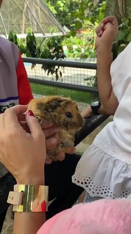 The video shows two adults holding a brown guinea pig for a child to see. The adults are holding the guinea pig in their hands, and one of the adults is petting the guinea pig. The child is sitting next to the adults, looking at the guinea pig. The background of the video shows a green, outdoor environment with trees and a fence.