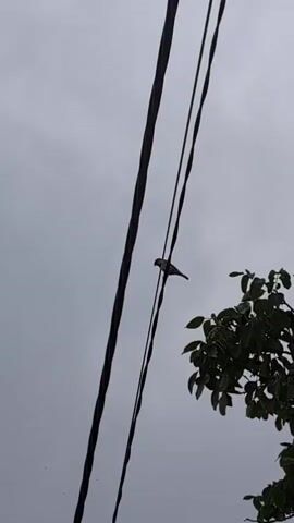A small bird is perched on a power line against a grey, cloudy sky. To the right of the bird, a portion of a tree with green leaves is visible. The bird remains stationary throughout the video.